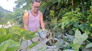 PLANT TATAY VLOGS # 383: Setting up \u0026 arranging my plants on my NEW RACKS at fhe front of the house