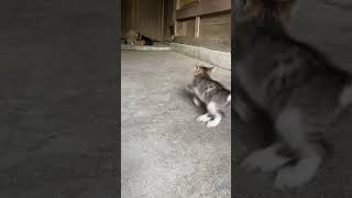 【伏見稲荷】全力で逃げていくキジトラ子猫ちゃん　Kitten running away with all her might