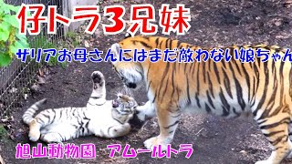 ザリアお母さんにはまだ敵わない娘ちゃん（旭山動物園　アムールトラのザリアと3兄妹）~ No match for Amur tiger mother ~