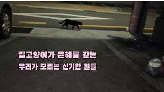 길고양이가 은혜를 갚는 우리가 모르는 신기한 일들