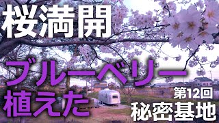 【秘密基地】ブルーベリーの木をもらった。桜満開の中で植えた！