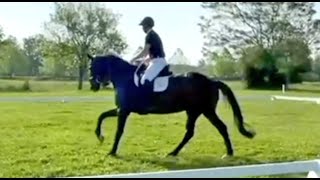 Harthill Diamond ** Hunt Club Farms H.T. Dressage