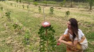 King Protea Harvest - Queensland