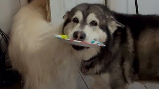 Giant Dog Wakes Owner Before Dawn For Breakfast With Paper Plate, Gets Favorite French Toast  #husky