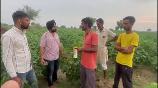 cotton crop best result Inovexia wilbond product willowood ke