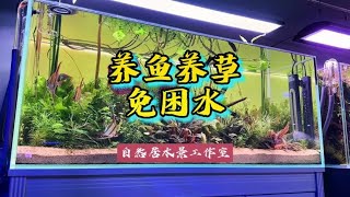 养鱼养草免困水#玻璃缸中的大自然 #鱼缸造景 #水族用品~家庭和办公室的大自然【自然居水景记】