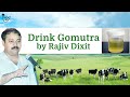 benefits of cow urine by rajeev dixit. benefits of cow urine gomutra by rajiv dixit