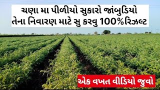 ચણા મા આવતો સુકારો જાંબુડિયો અને પીળીયો 100%નિવારણ કેમ કરવુ વધુ માહિતી માટે 6353207745