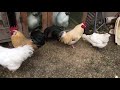 チャボと烏骨鶏の交尾　chicken mating