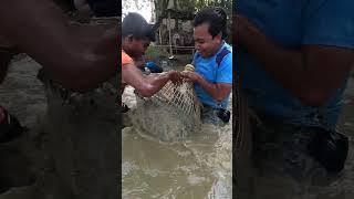 প্রাচীন পদ্ধতিতে বিশাল বড় মাছ শিকার করলো। amazing traditionally fishing video #shorts