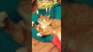 Funny animals 2023😆 - Funniest Cats and Dogs Video🐕🐈224 #shorts