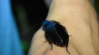 The TRUE Palmetto Bug - BBC Presenter App