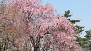 桜名所　奥琵琶湖　海津大崎➜➜つづら尾崎　展望台眺望　竹生島を望む その１