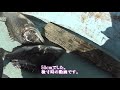 【かかり釣り】【チヌ筏】前編　２匹目のドジョウ（年無し）狙いで日高川伝馬船に行ってみた。＜福丸観光漁業伝馬船＞