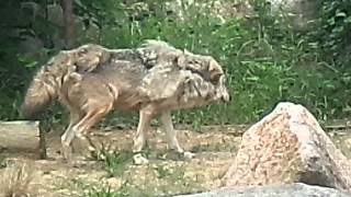 とくしま動物園　シベリアオオカミ　こうげつ　６月２５日