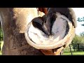 Trimming Long and Overgrown Hooves - Trimming Both front Hooves - What Farriers See - So Satisfying
