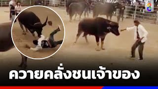 ระทึก ควายคลั่งชนเจ้าของในงานประกวด | ข่าวช่อง8