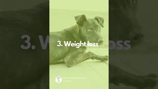 Symptoms of Diabetes in Dogs