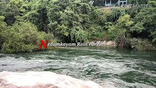 Nedumkayam Rain Forest || Nilambur