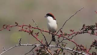 The woodchat shrike, Lanius senator