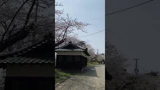 Cherry blossoms of Sensyu park in Akita Japan! 秋田の千秋公園に行って来たよ。4月14日はまだ咲き始め🌸