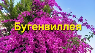 Бугенвиллея / Bougainvillea / Лютики-цветочки