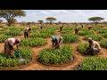 How Millions of Half-Moon Pits Are Stopping the Sahara Desert From Swallowing Africa