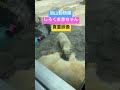 旭山動物園　しろくま赤ちゃん　貴重映像