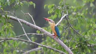 Stork-billed Kingfisher