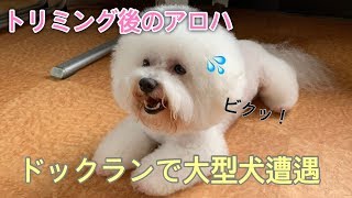 【ビションフリーゼ】アロハとトリミング終わりにドックランに行くと大型犬に遭遇/bichonfrise