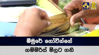 මීමුරේ ගෝවීන්ගේ ගම්මිරිස් මිලට ගනී