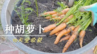 种萝卜 拔萝卜～ 从播种到收获，98天胡萝卜种植全过程｜Grow Carrot - 98 Days from Seed to Harvest