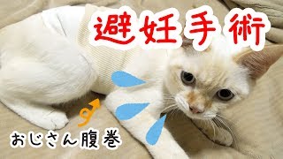 【子猫】避妊手術後は甘えん坊に！？