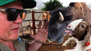 FARMER ATTACKED BY BUFFALO - Lost Footage