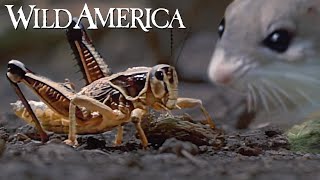 Wild America | S9 E3 Killer Mice | Full Episode HD