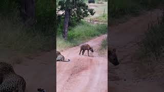 Hyena Makes Big Loop Around Leopard