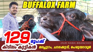 EP-101 Only 129 Rs/kg Buffalox farm | Top quality Murrah Buffalos #kerala_round_up #malappuram