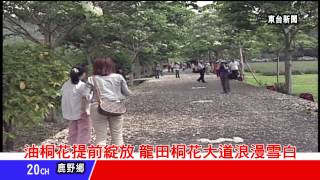 台東新聞 20130322 油桐花提前綻放 龍田桐花大道浪漫雪白