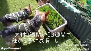 元保護犬たちは草が大好き🌱🌱🌱 種から草に成長しました〜