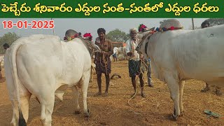 పెబ్బేరు శనివారం ఎద్దుల సంత | Pebbair Saturday Bulls market | Oxen prices | 18-01-2025 @purnafarms