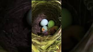 鸟宝宝破壳了，鸟妈妈刚飞走觅食去了 Baby birds, fresh newborn