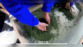 桑茶制作方法和步骤