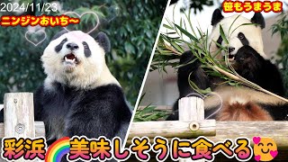 【彩浜】飼育員さんが様子見😁帰宅時間すぎてもモグモグ🥰【パンダ】 panda