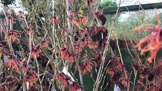 Hamamelis x intermedia 'Jelena'