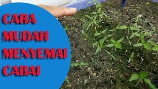 GAMPANG!! Cara Mudah Menyemai Cabai atau cabe tanpa harus menyiram