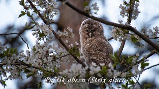 Puštík obecný (Strix aluco) Tawny Owls