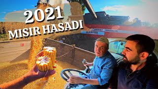 TRAKYADA İKİNCİ MAHSUL MISIR HASADI 🌽 MASSEY FERGUSON 7344 ACTİVA,  DEKALB  DKC6980 DKC6777 VERİM ?