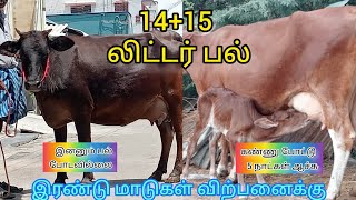 🔥🔥 தரமான இரண்டு மாடுகள் ஒரே இடத்தில் விற்பனைக்கு✨✨hf jersey cow for sale tamil#sunfarms#cowsales#cow