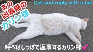 あの凶暴猫のカリン様が呼べばしっぽで返事する‼️嬉しいなあ Ferocious cat