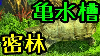 【亀水槽】密林レイアウト